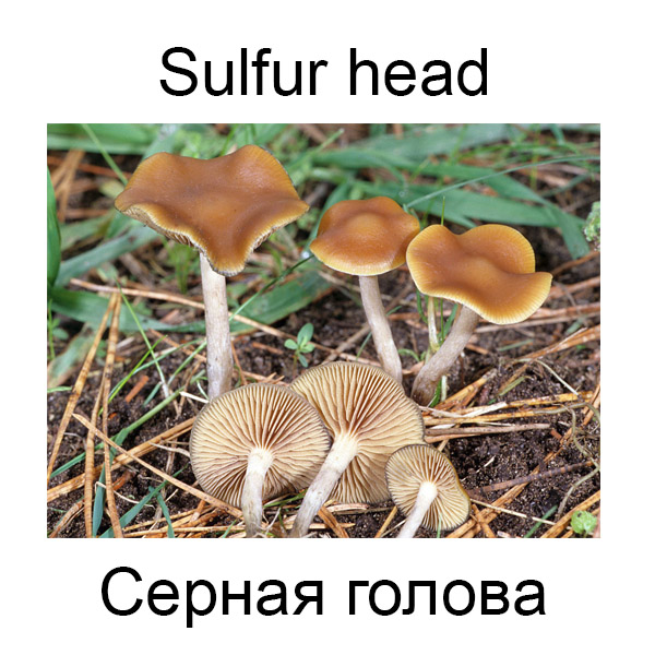 Виды грибов на английсуом